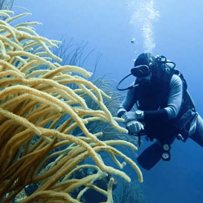 steptodown.com371494